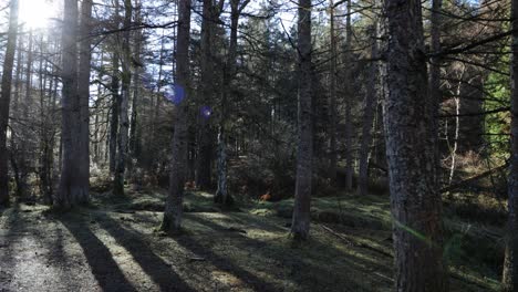 walking through the forest at dawn