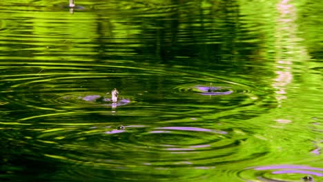 water drops on lake water