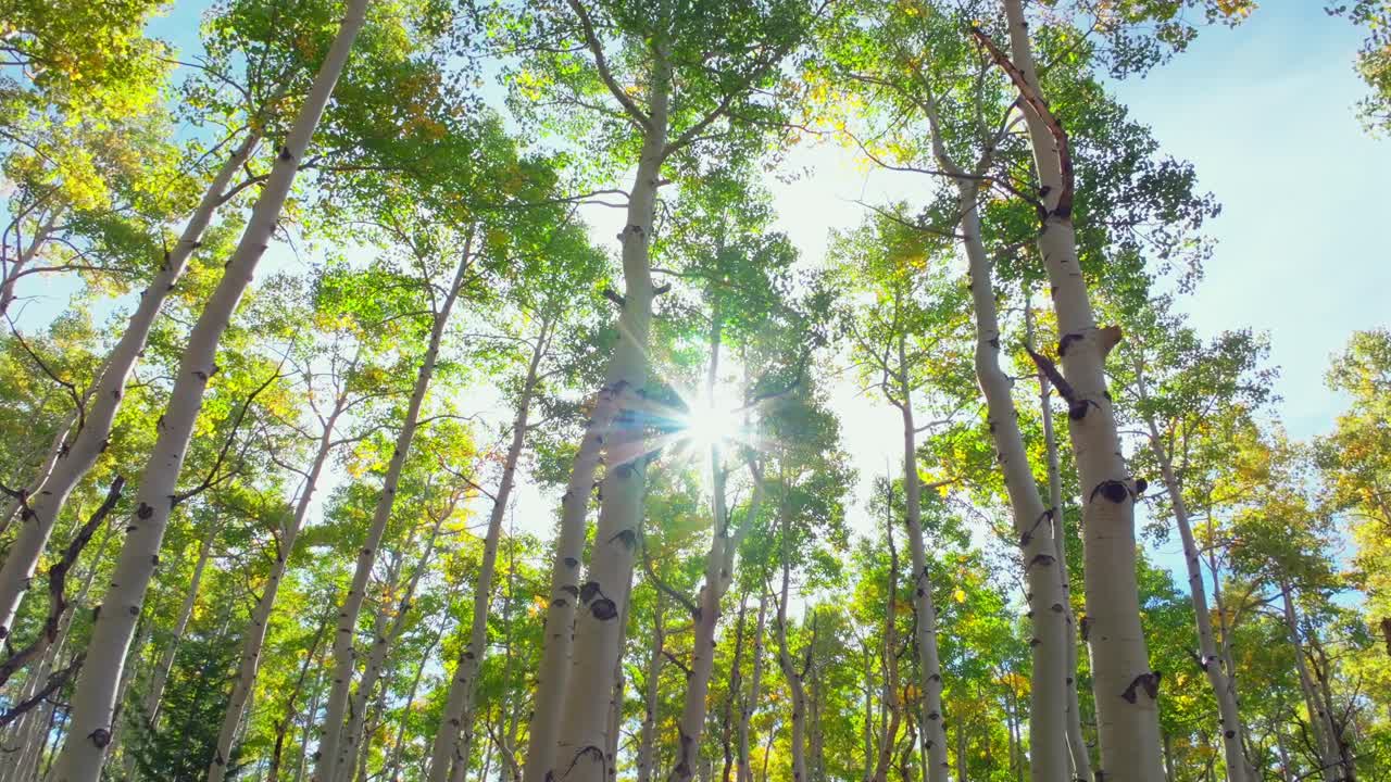 Quaking Aspens morning sunrise sun flare rays Mount Shavano trailhead Colorado trail San Isabel White River National Forest fall autumn foliage leaf peeping Kebler Pass Vail Telluride upwards