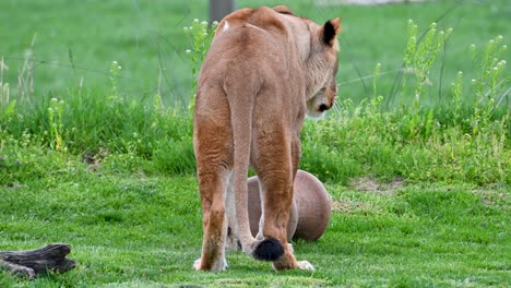 African-Lioness-playing-with-enrichment-toy-back-view