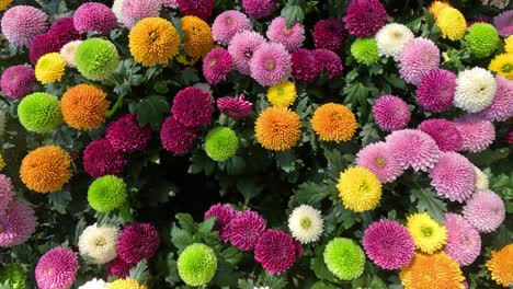 colorful chrysanthemums blooming in fast motion.