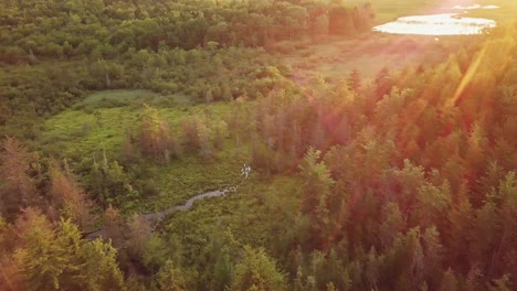 northwoods forest backlit lens flare aerial orbit cinematic 4k