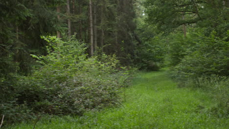 camera pans around looking through trunks and leaves of trees in dense forest in countryside