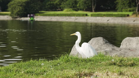 Great-White-Egret-bird-on-land-hunting-and-eating-flying-insects-by-the-water-in-Mexico