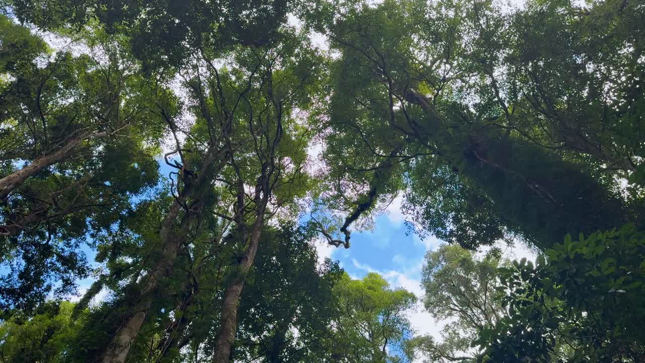 Upward view of lush rainforest canopy, tall trees, natural daylight, subtle camera movement, tranquil atmosphere