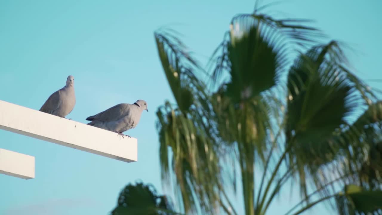 배경 에  나무 가 있는 색 구조물 에 있는 두 마리 의 비둘기