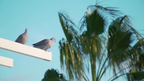 dos palomas en una estructura blanca con palmeras en el fondo