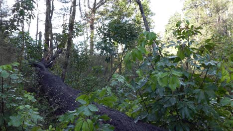 Panning-along-length-of-fallen-black-beech-tree---Kowai-Bush,-Springfield