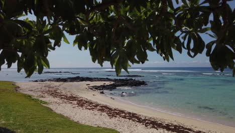 a panning of a beach taken from under a tree, with its leaves at the foreground