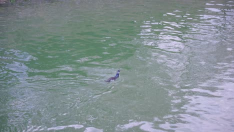 Japanese Cormorant Swimming in Biwako Canal in Spring