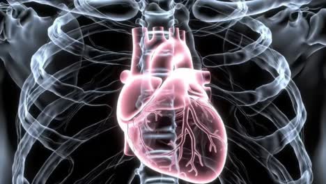 an intricate visualization of the human heart in the chest cavity: an insight into cardiac anatomy and functionality explored in two frames