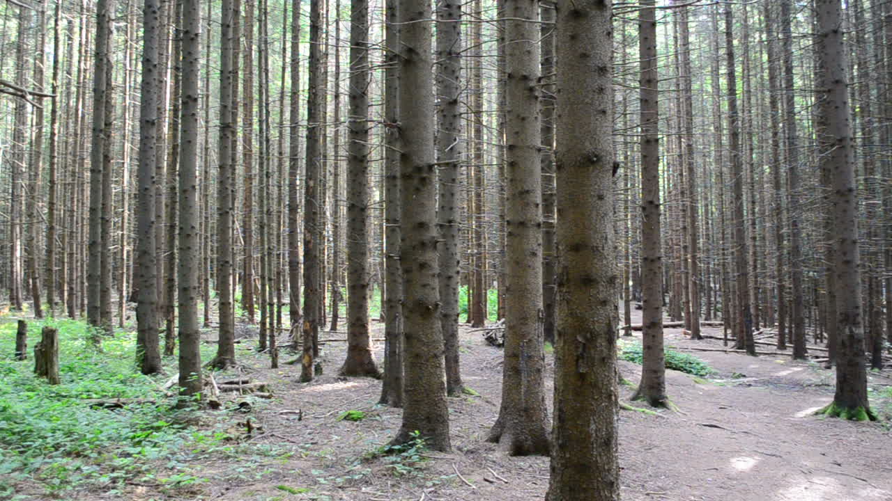 Mäntymetsä. Kuvaaminen metsässä