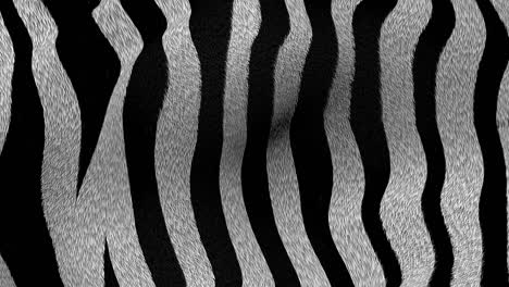 zebra fur 4k animated texture loop.