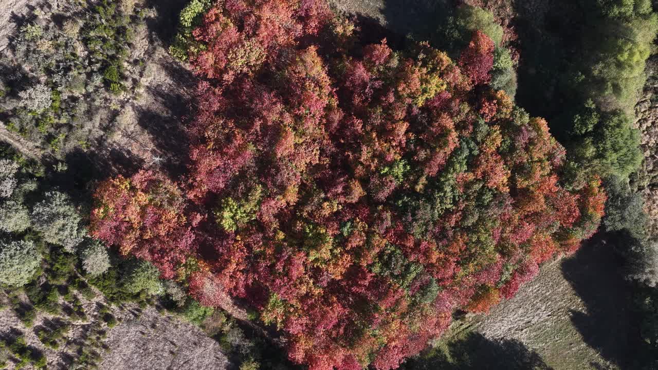 Small chestnut forest in the autumn