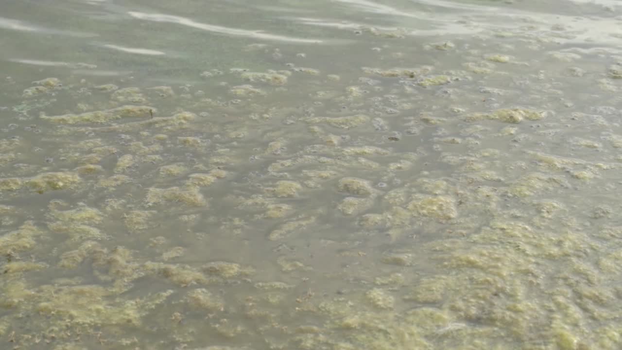 Lake water waves and ripples on a algae covered water
