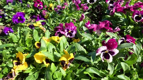 colorful flowers blooming in a vibrant garden