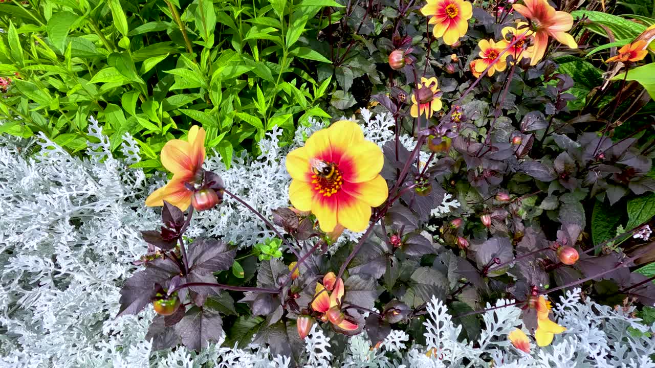 A bumblebee lands on and explores a vibrant Dahlia Moonfire flower surrounded by lush foliage, captured in bright natural daylight with a steady overhead shot