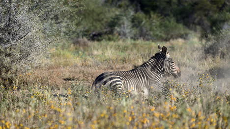 cape mountain zebra rolling in the sand, standing up and looking at camera, mountain zebra n