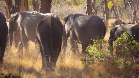 detail of a herd of elephant passing by