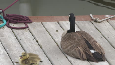 Imágenes-En-Cámara-Lenta-De-Una-Madre-Ganso-Canadiense-Encaramada-En-Un-Muelle-Con-Su-Bebé