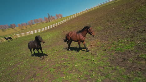 thoroughbred horses enjoy running along field at ranch