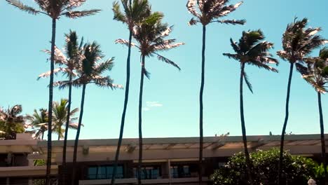 palm trees blowing in heavy strong wind at holiday resort in hawaii