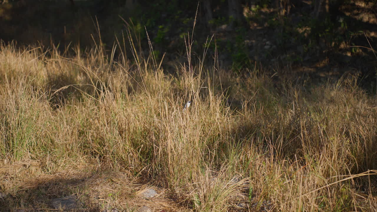 Morning grey bush chat bird in grass, slow motion in Corbett Park, India, serene nature