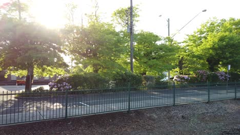 the sunlight flows through the trees