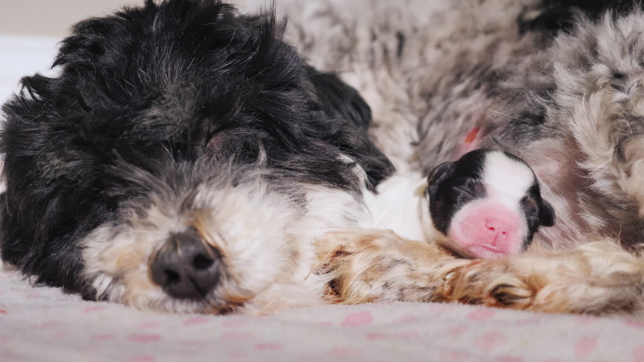 갓 태어난 강아지와 함께 출산한 강아지 02