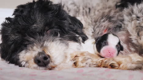 perro después de dar a luz con cachorro recién nacido 02