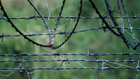 close-up of sharp barbed wire and razor fence with spider web on green blurred background. symbol of security, border or restriction. ideal for danger or prison concepts