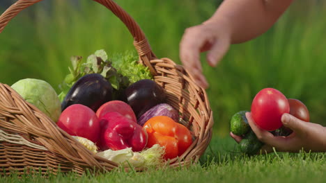 picking fresh vegetables from a basket in a garden