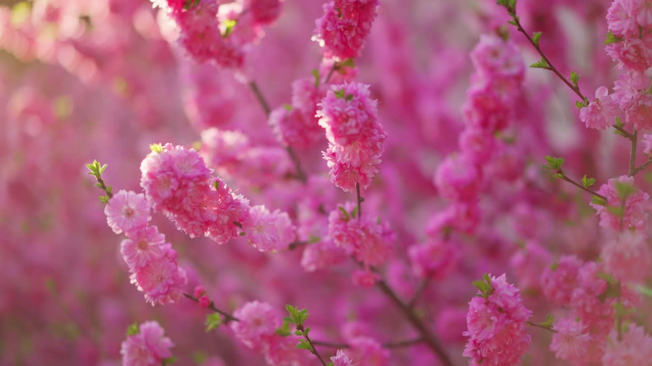Soft pink blossoms sway gently in spring sunlight. Delicate petals cluster on thin branches, glowing warmly. Background softly blurred, enhancing floral focus