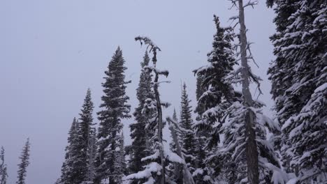 4K-footage-of-snow-falling-in-winter-on-trees