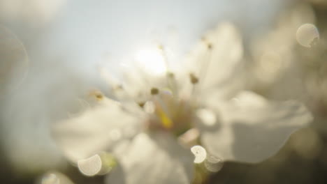 close-up of a spring blossom in sunlight