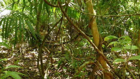 Beautiful-jungle-floor-in-rising-camera-shot,-revealing-foliage