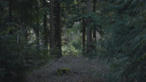 Nachmittagssonne-Ergießt-Sich-In-Dichten-Wald-4k