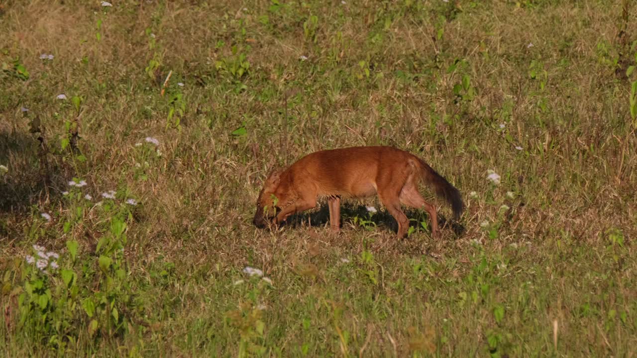 perro silbante cuon alpinus visto caminando sobre un pastizal hacia la comodidad de la sombra de un árbol durante una tarde muy calurosa en el parque nacional khao yai, tailandia