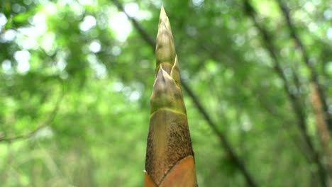 at the beginning of monsoon, new bamboo trees are growing in the forest