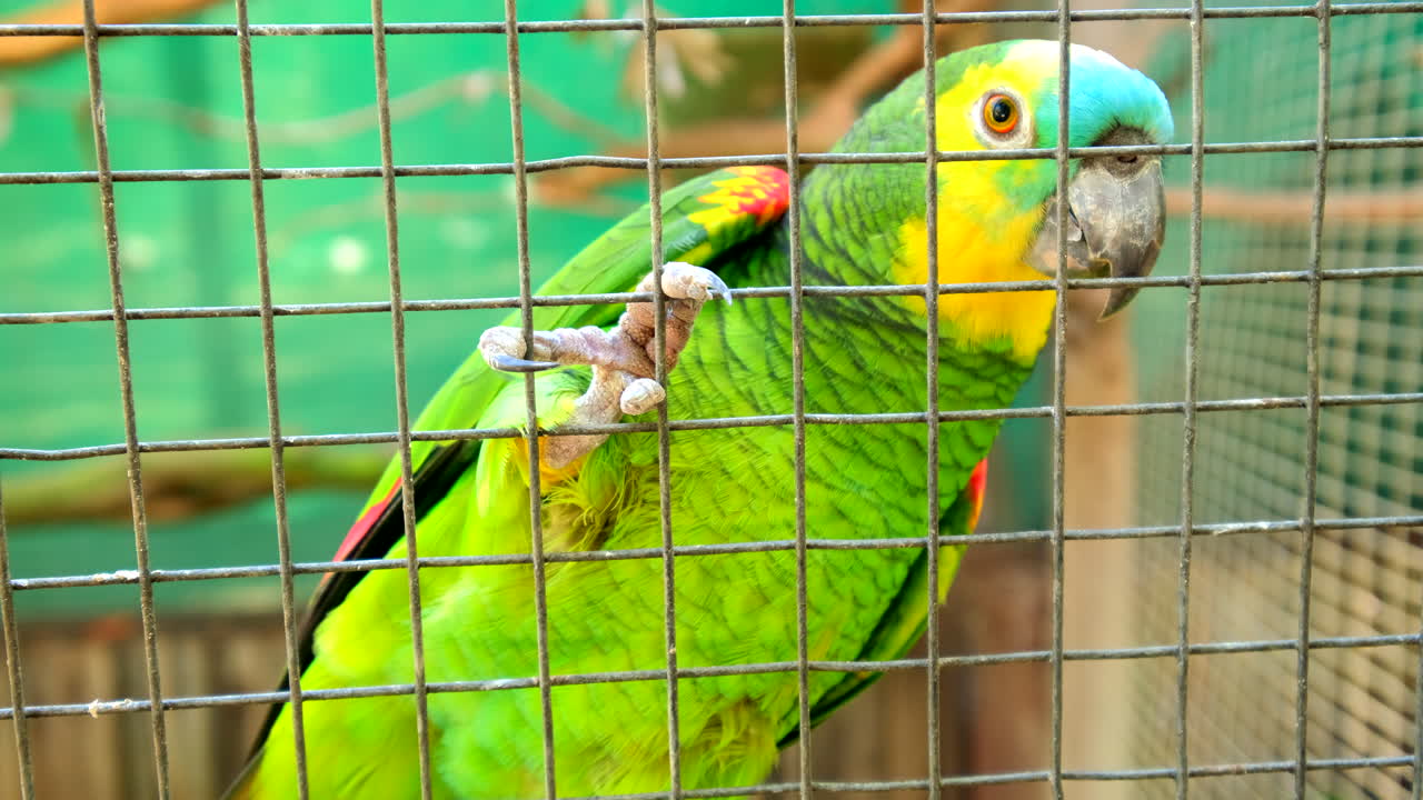 Sad looking blue-fronted amazon (Amazona aestiva) sit against fence at sanctuary
