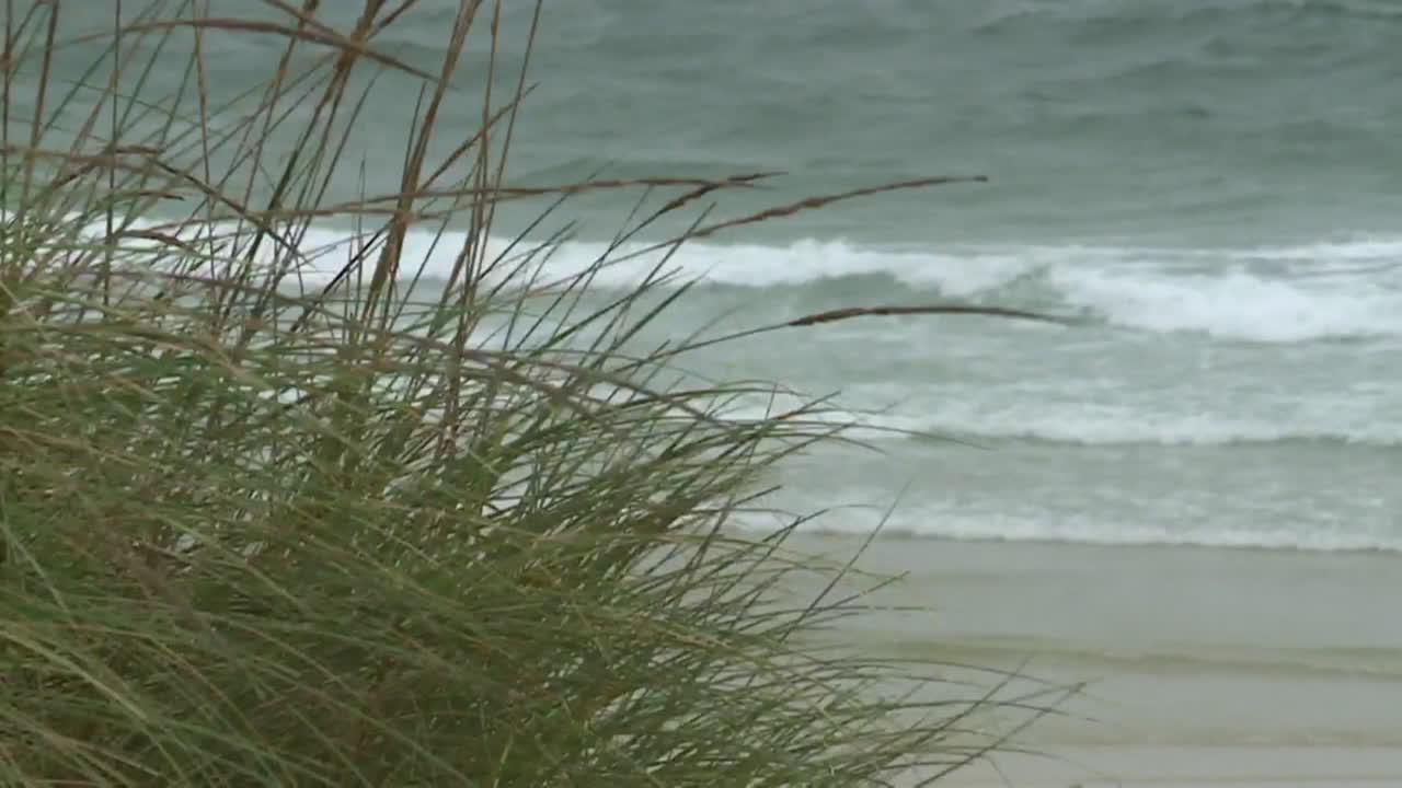 Coastal Grass and Waves