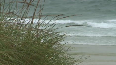 coastal grass and waves