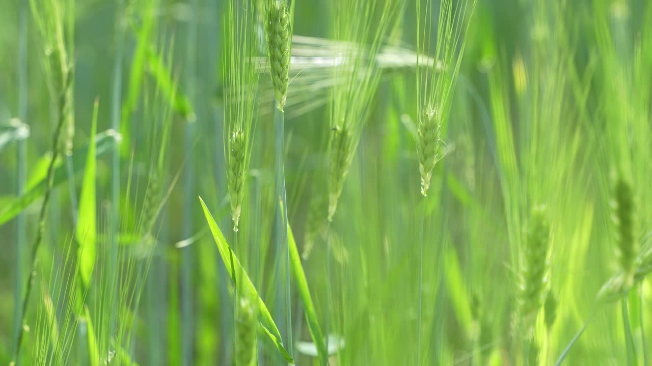 Wheat cultivated in the hilly areas.