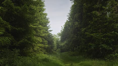 moving through dense woodland 4k shot on the sony a7siii + ronin rs 3