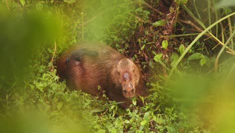 capibara sentado a la orilla del río tomando el sol mientras un pájaro grackle pica en él y vuela