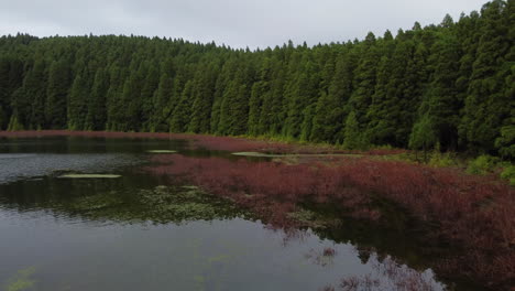 The-magic-of-the-forest-inside-the-crater-of-Lagoa-do-Canario-on-Sao-Miguel-Island,-Azores