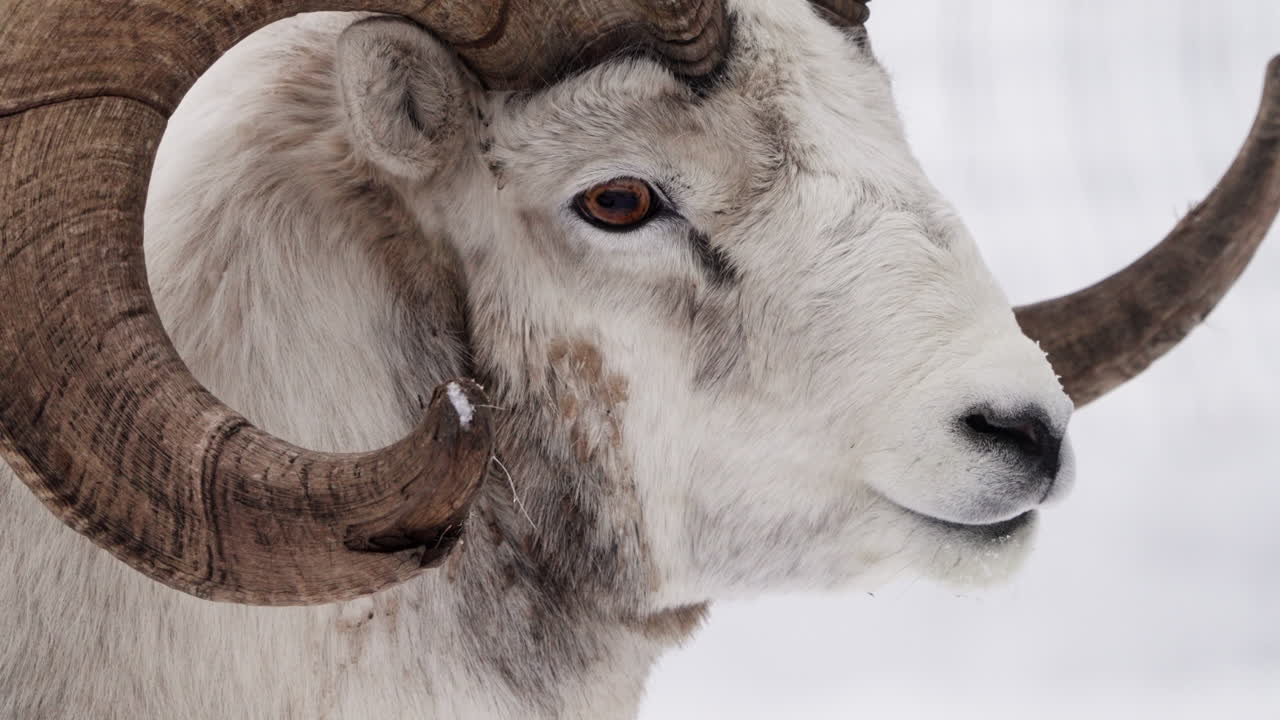 Male Dall Sheep (Ovis dalli) - Thinhorn Sheep With Curling Horns. - close up shot