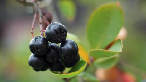 chokeberry on a branch with green leaves