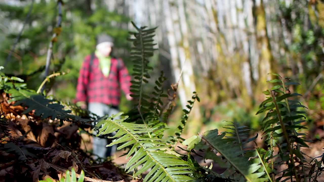 Shallow depth of field shot shot of man walking on a trail in the pacific northwest  .