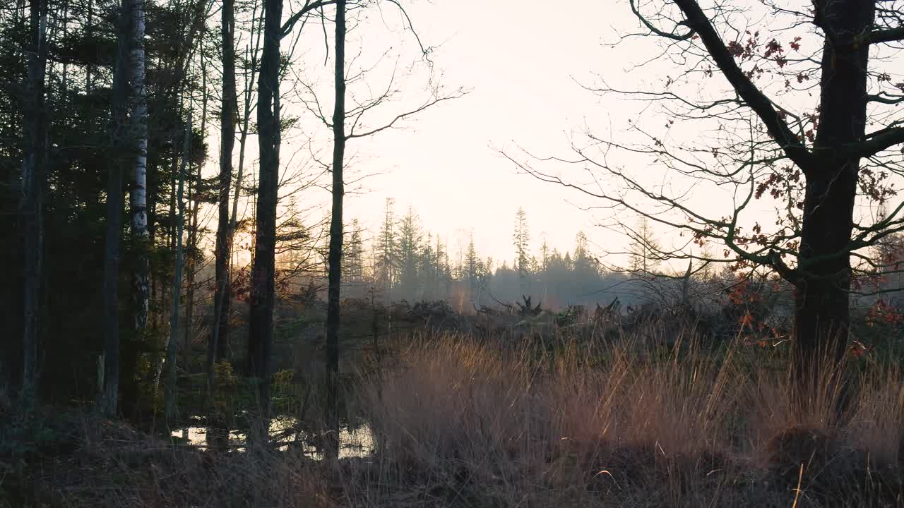 Sunset in a Winter Forest Marsh